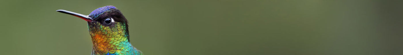 Hummingbird Accessories