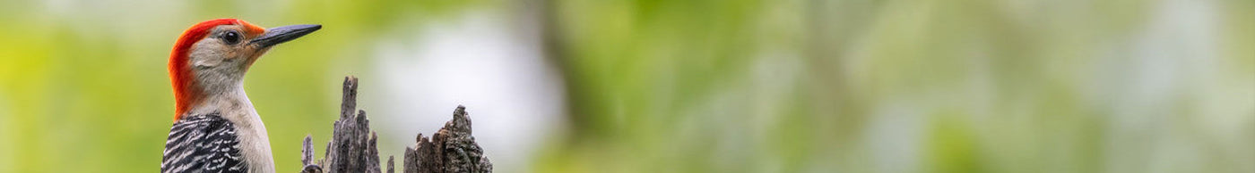 Woodpecker Accessories