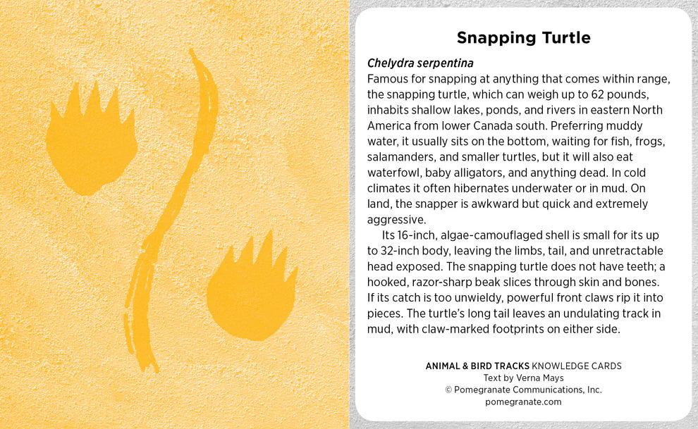 Animal & Bird Tracks: A Handy Reference for the Outdoor Detective Knowledge Cards