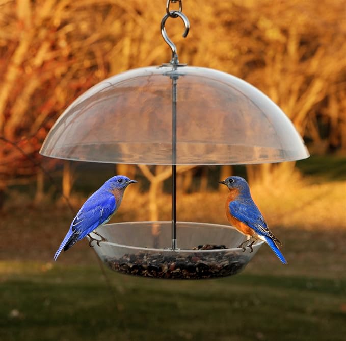 Audubon Dome Top Seed and Bluebird Feeder