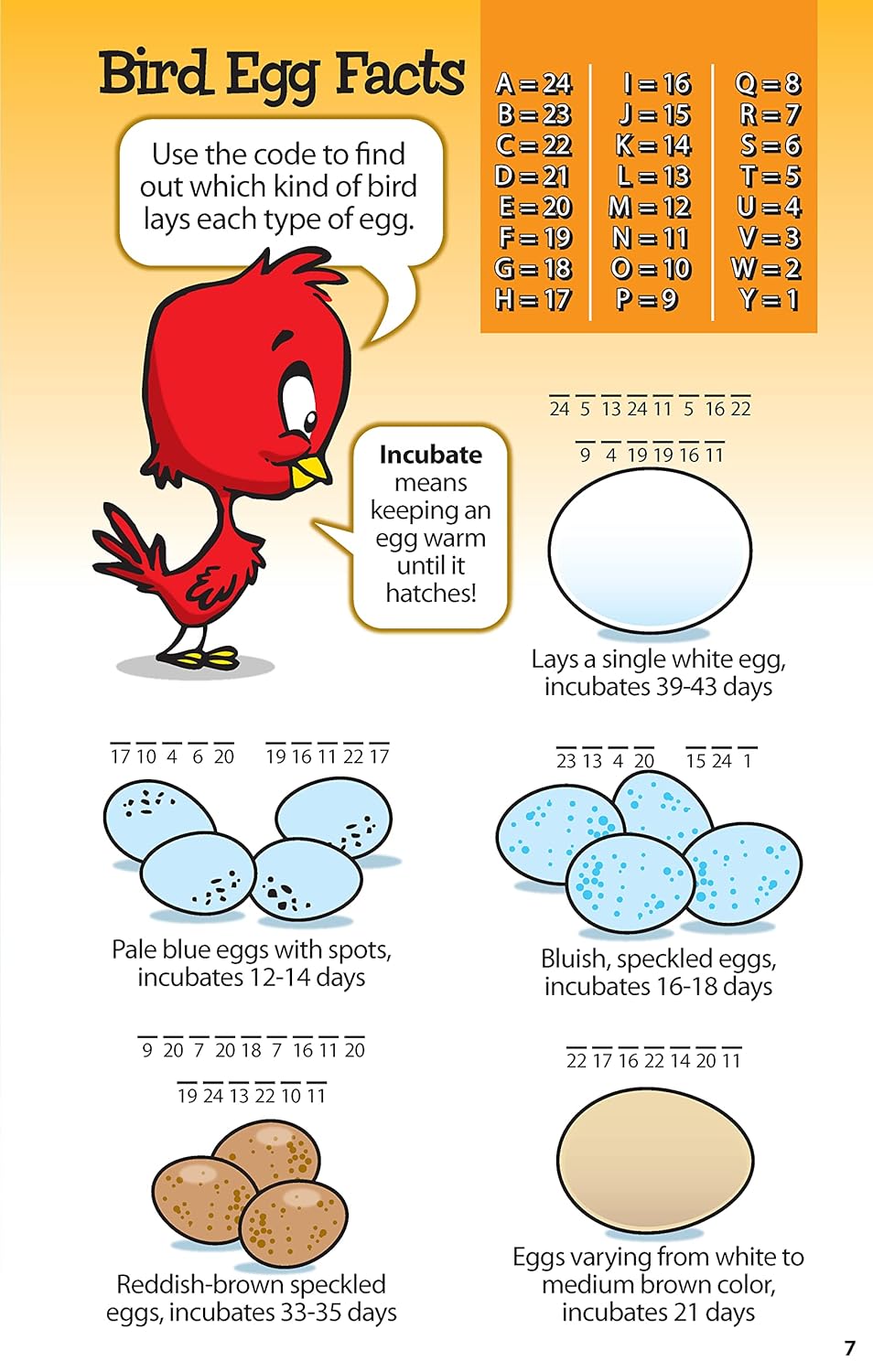 Awesome Bird Puzzles for Kids