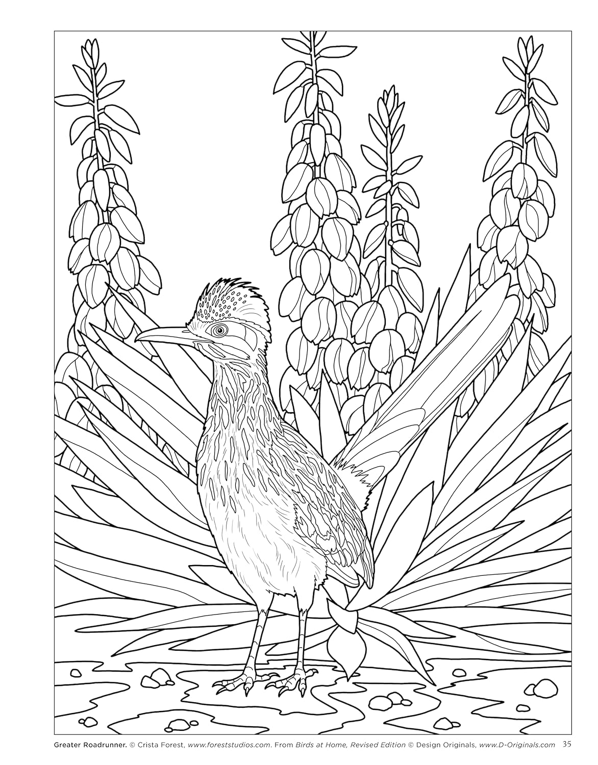 Birds at Home Coloring Book, Revised Edition