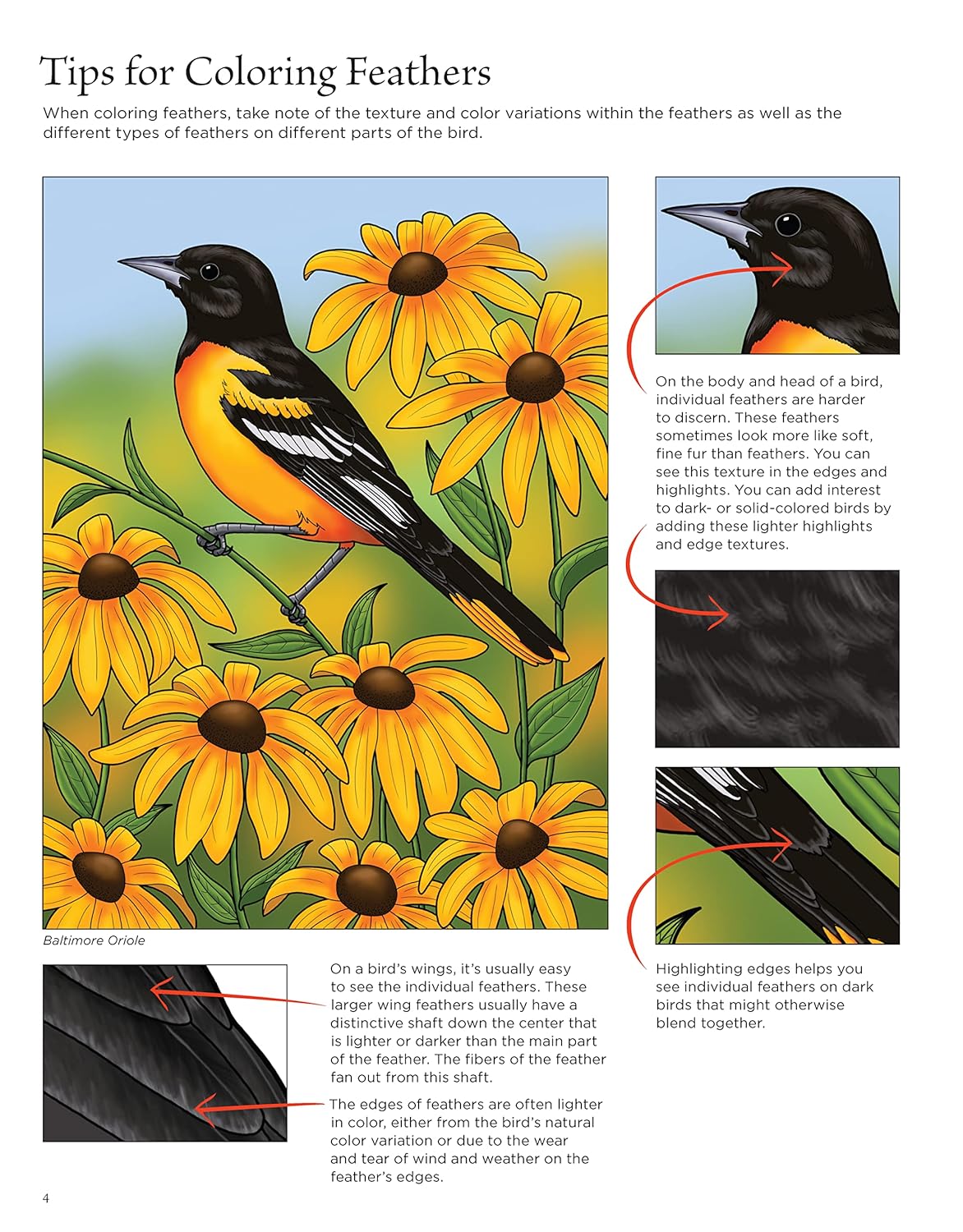 Birds at Home Coloring Book, Revised Edition