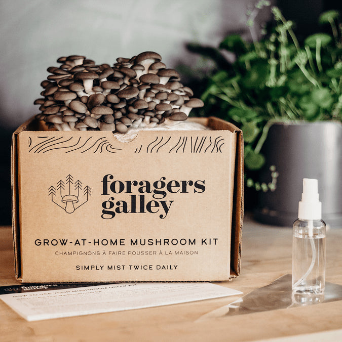 Blue Oyster Grow At Home Mushroom Growing Kit