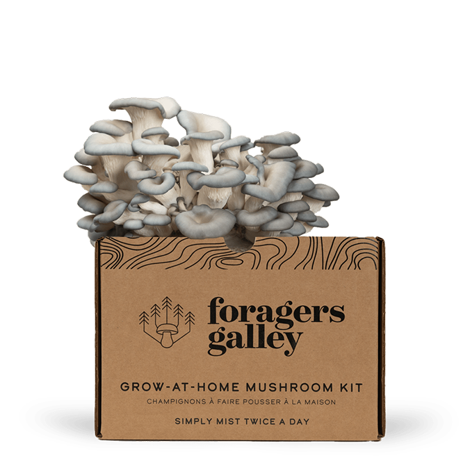 Blue Oyster Grow At Home Mushroom Growing Kit