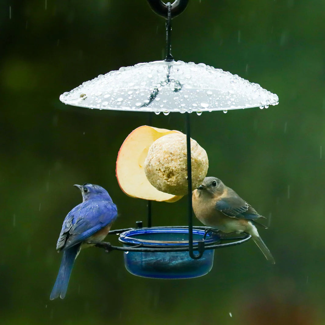 Bluebird Buffet Metal and Glass Bird Feeder with Protective Baffle