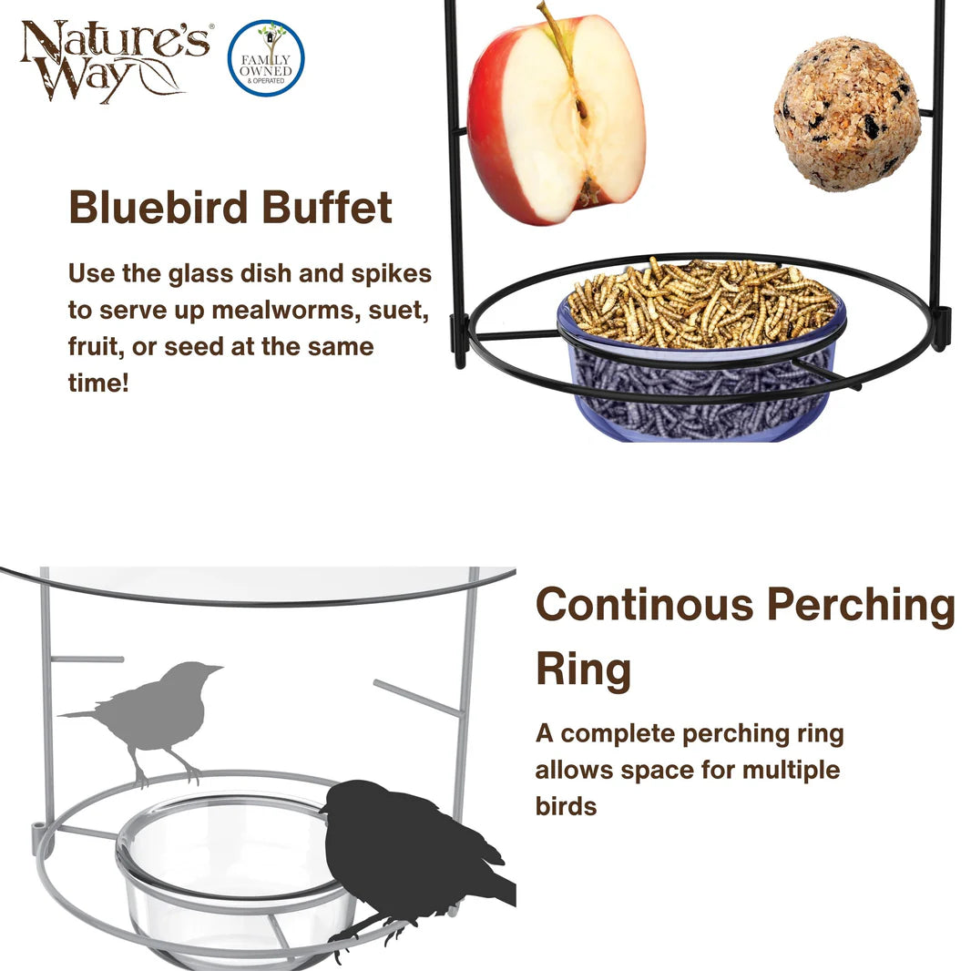 Bluebird Buffet Metal and Glass Bird Feeder with Protective Baffle