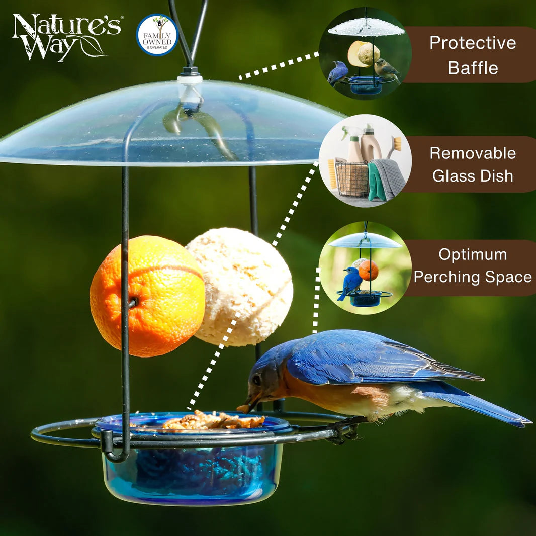 Bluebird Buffet Metal and Glass Bird Feeder with Protective Baffle