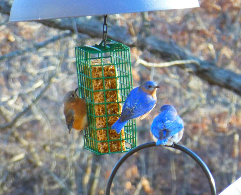 Bugs Nuts & Fruit Cake, 1lb 10oz