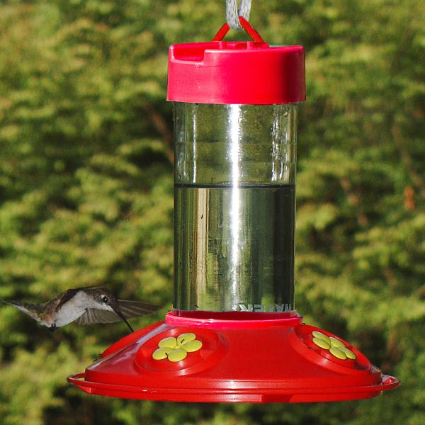 Dr JBs 16oz Clean Feeder All Red Feeder with Yellow Flowers