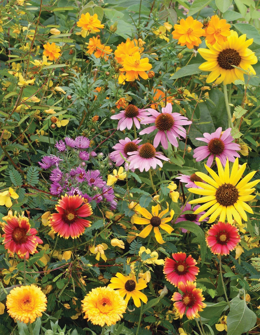 Help Save the Monarch - Wildflower Seed Packets