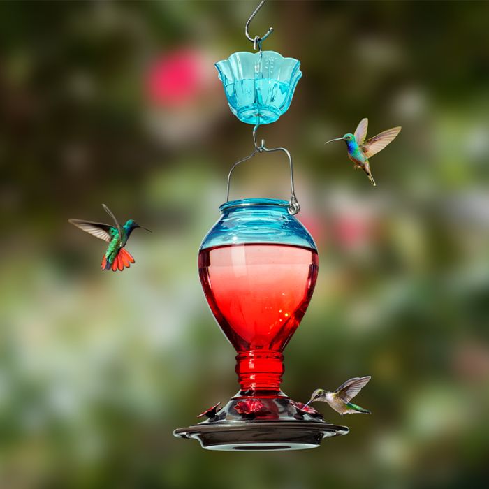 Leak Proof Glass Hummingbird Feeder with Ant Moat, 24oz, Red and Blue