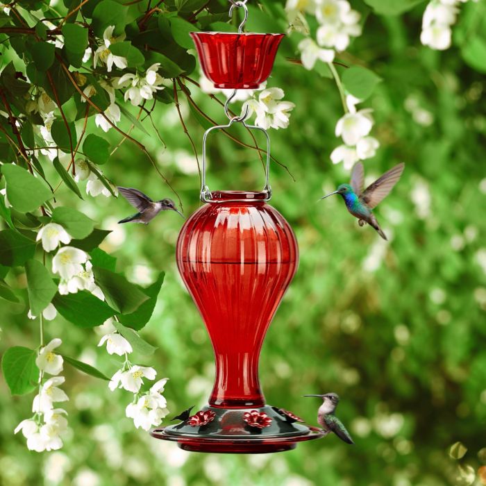 Leak Proof Glass Hummingbird Feeder with Ant Moat, Red, 24oz