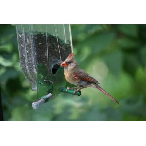 Nature Expert Unique Cardinal Feeder