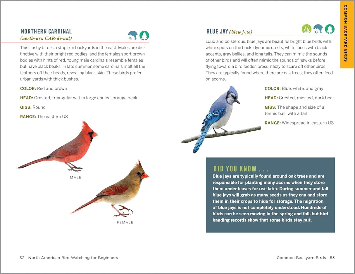 North American Bird Watching for Beginners