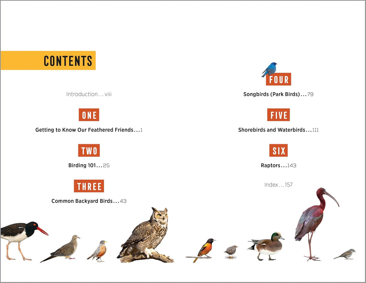 North American Bird Watching for Beginners