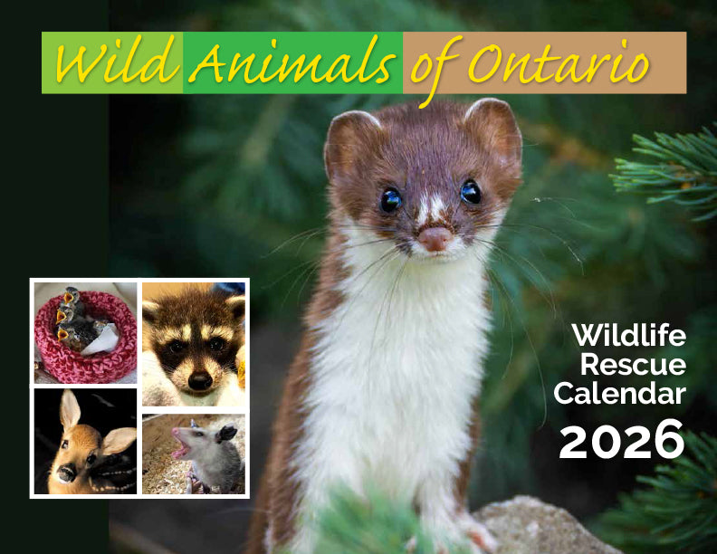 Ontario Wildlife Rescue Calendar 2026