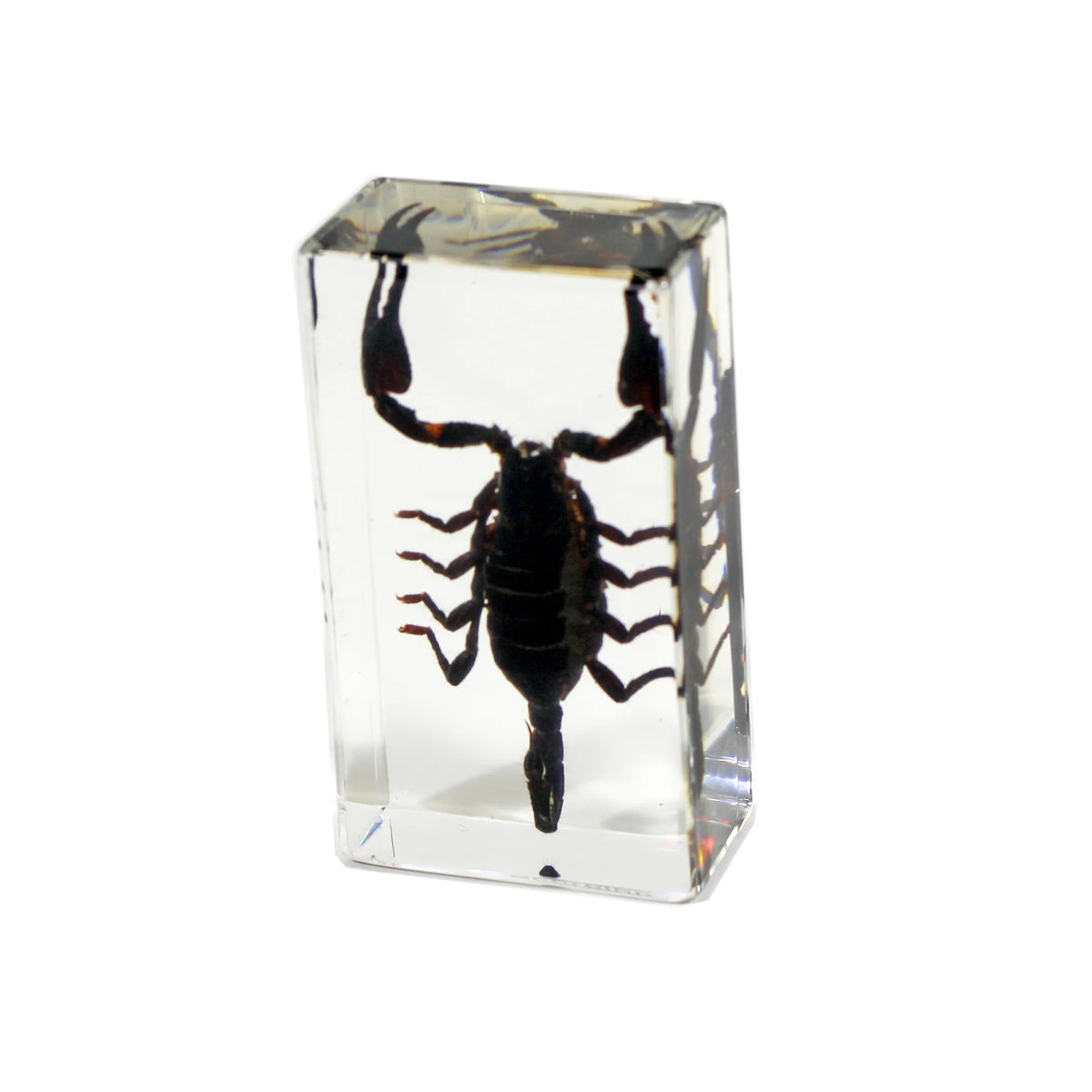 Paperweight Medium Scorpion