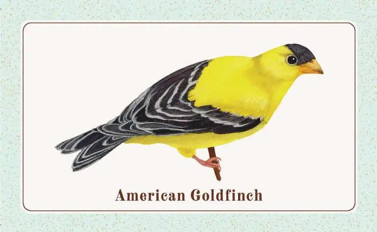 The Beginner Birder’s Deck