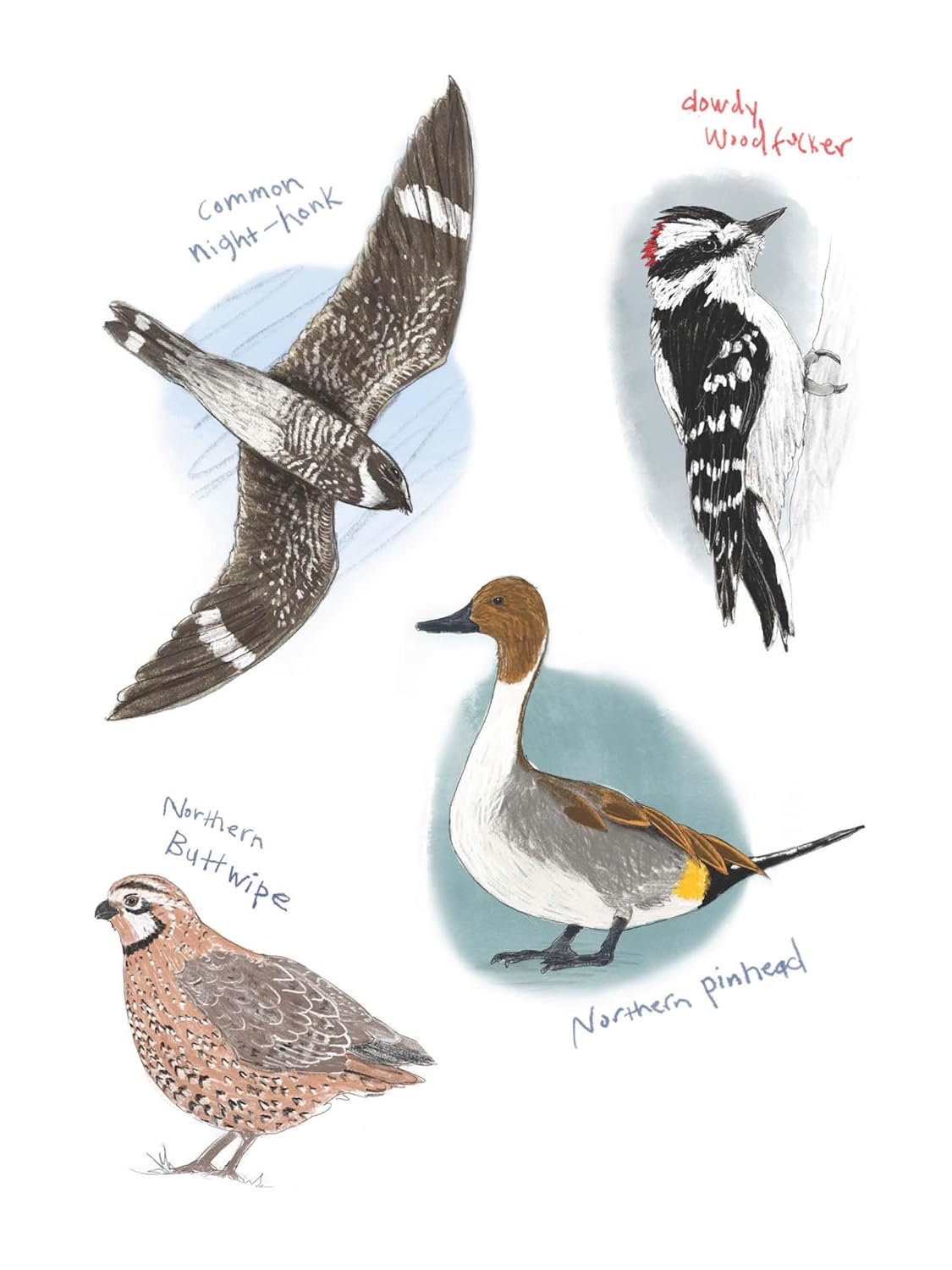 The Field Guide to Dumb Birds Sticker Book