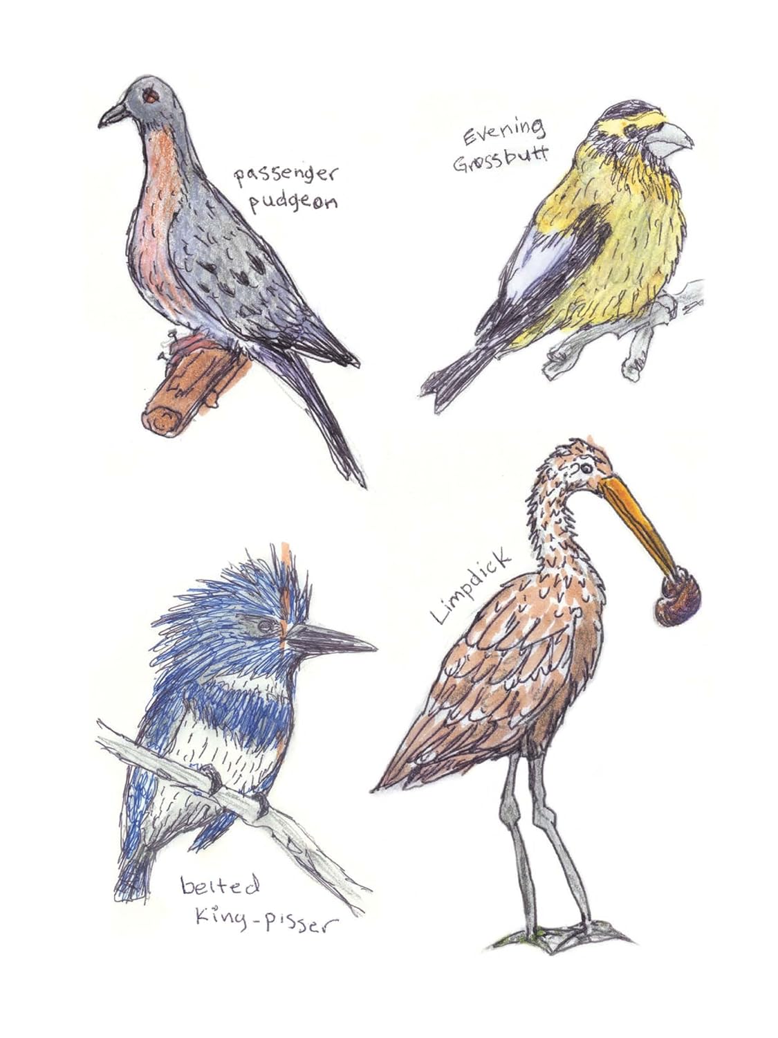The Field Guide to Dumb Birds Sticker Book