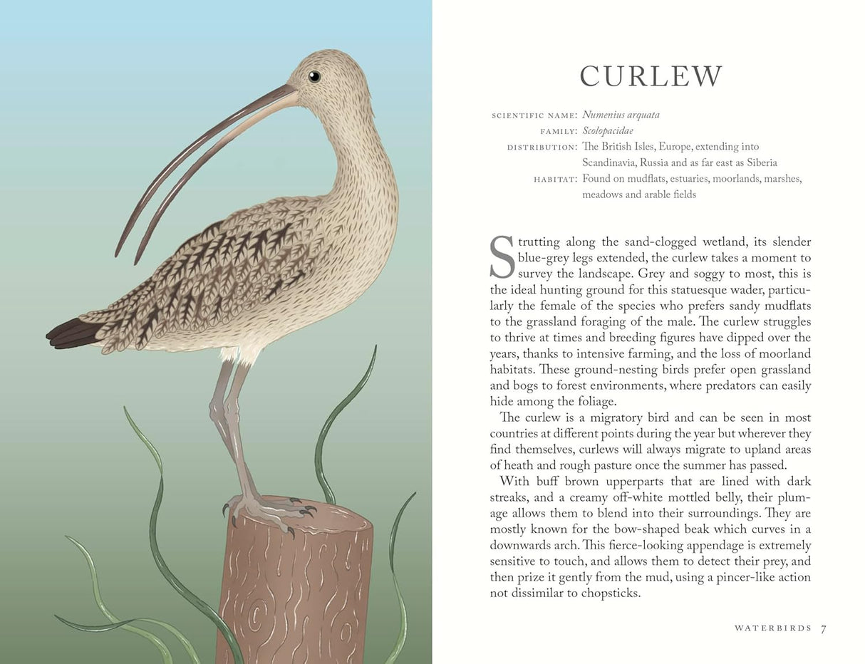 The Folklore of Birds