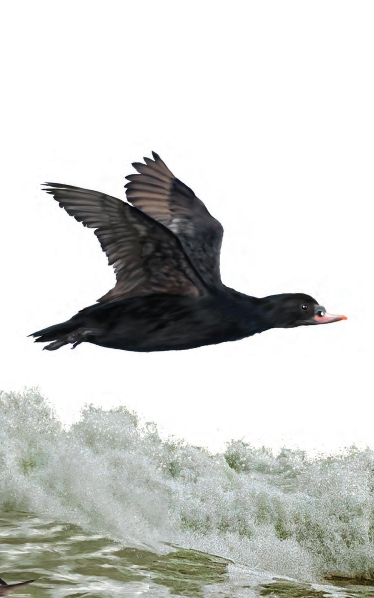 The Ontario Birding Journal and Checklist