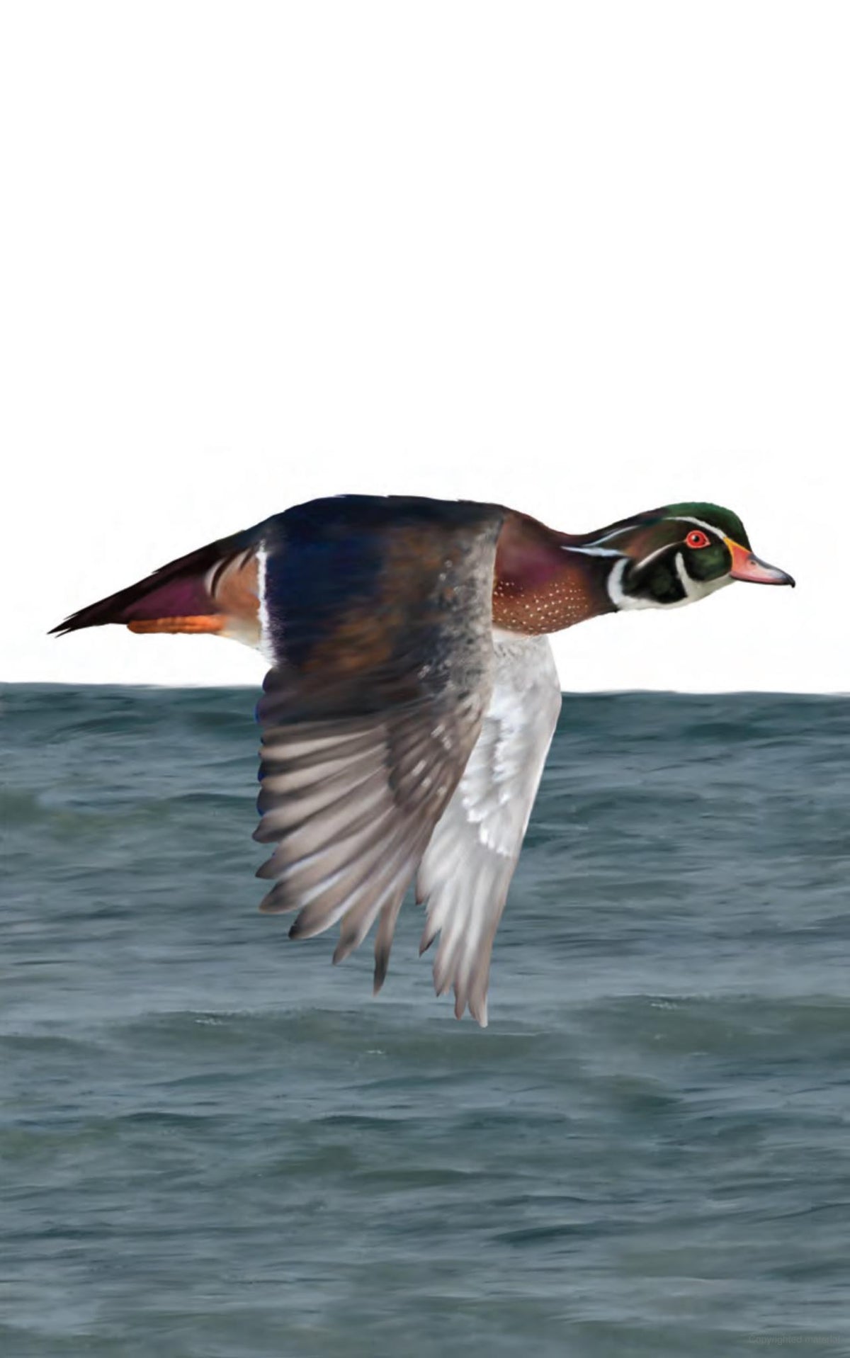 The Ontario Birding Journal and Checklist