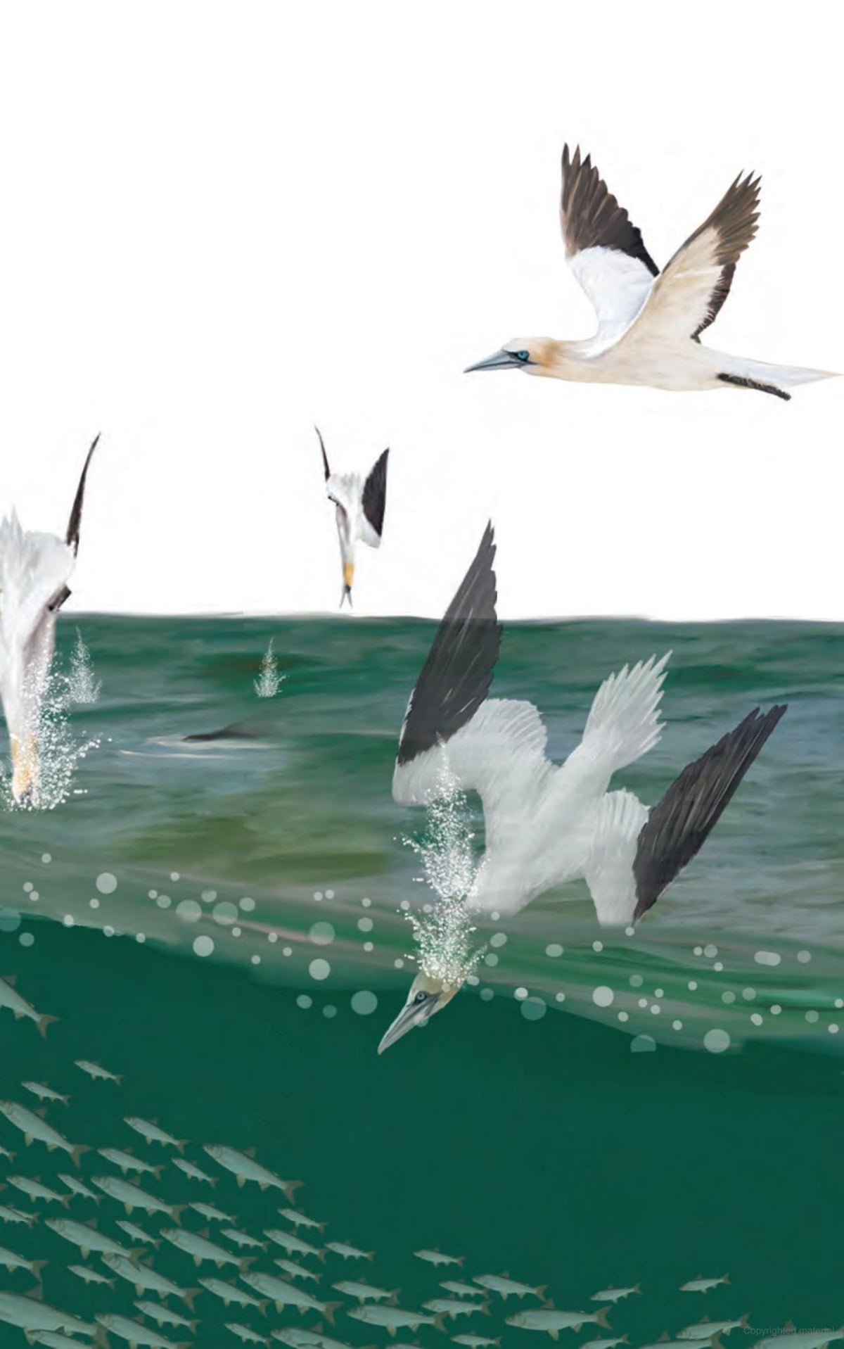 The Ontario Birding Journal and Checklist