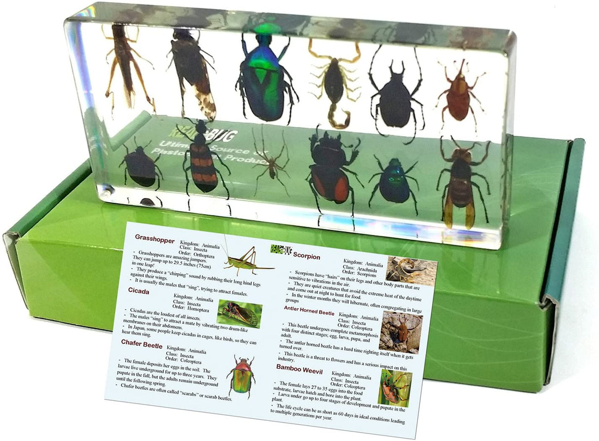 12 Bugs Collection Desk Decoration