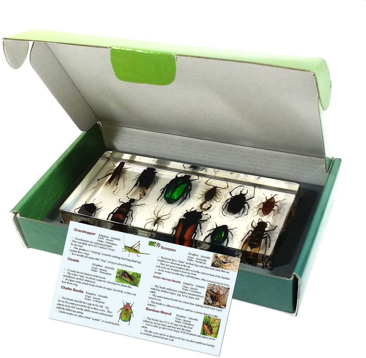 12 Bugs Collection Desk Decoration