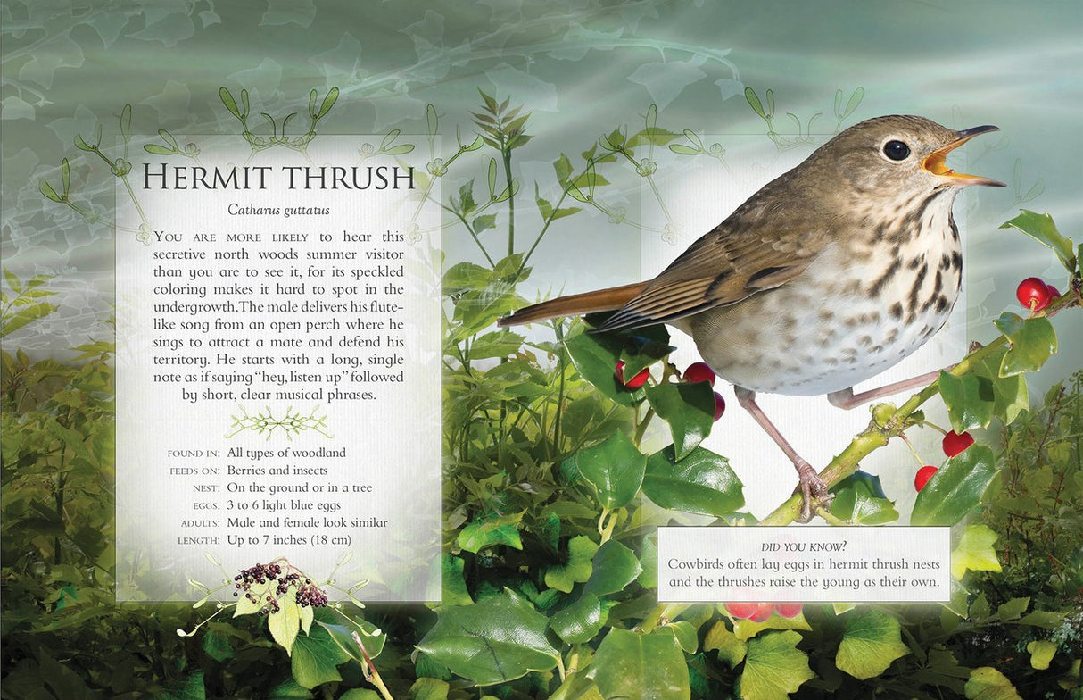 The Little Book of Woodland Bird Songs (Book of the Month)