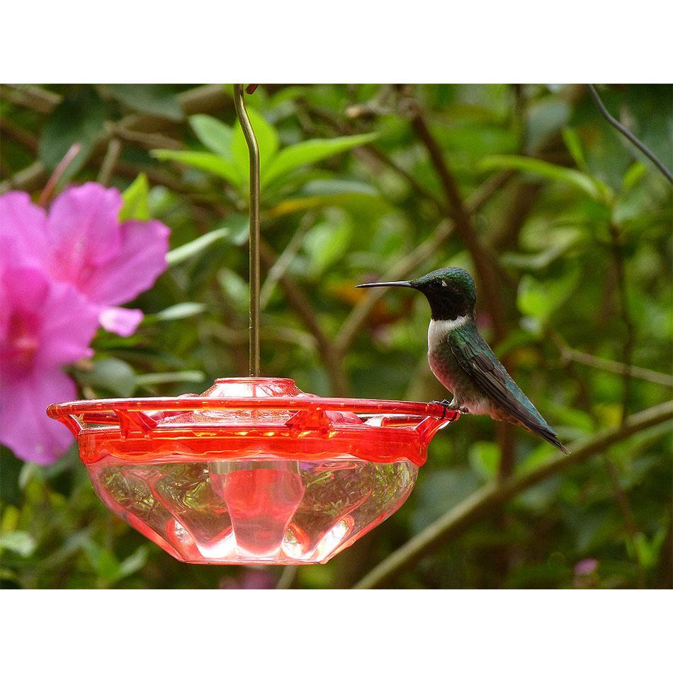 Aspects HummBlossom Rose, 4oz.