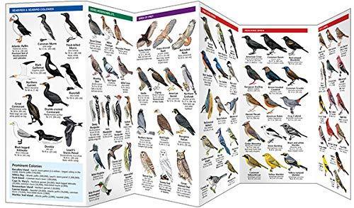 Atlantic Canada Birds