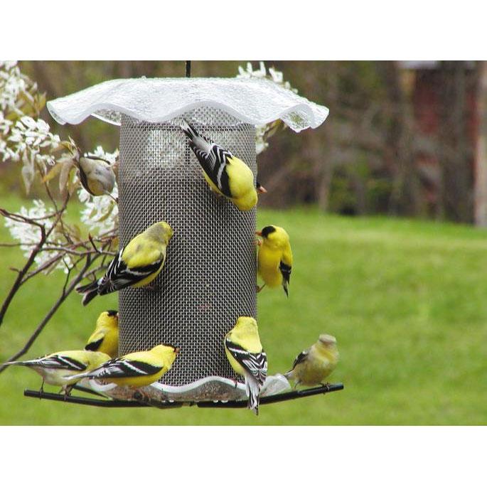 3-Quart Clear Nyjer Forever Feeder