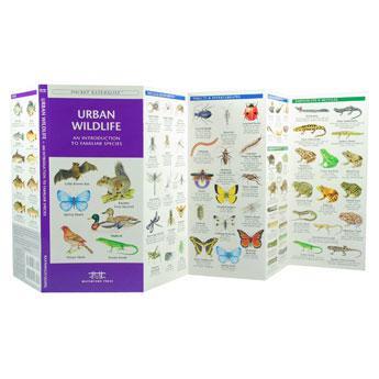 Pocket Naturalist: Urban Wildlife