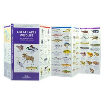 Pocket Naturalist: Great Lakes Wildlife
