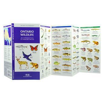 Pocket Naturalist: Ontario Wildlife 2nd Edition