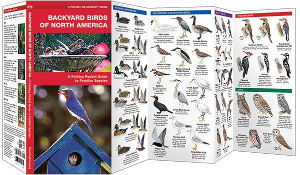 Backyard Birds Of North America