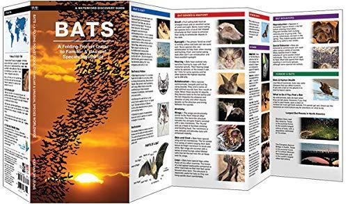 Bats: A Folding Pocket Guide to Familiar & Unusual Species