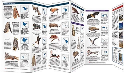 Bats: A Folding Pocket Guide to Familiar & Unusual Species