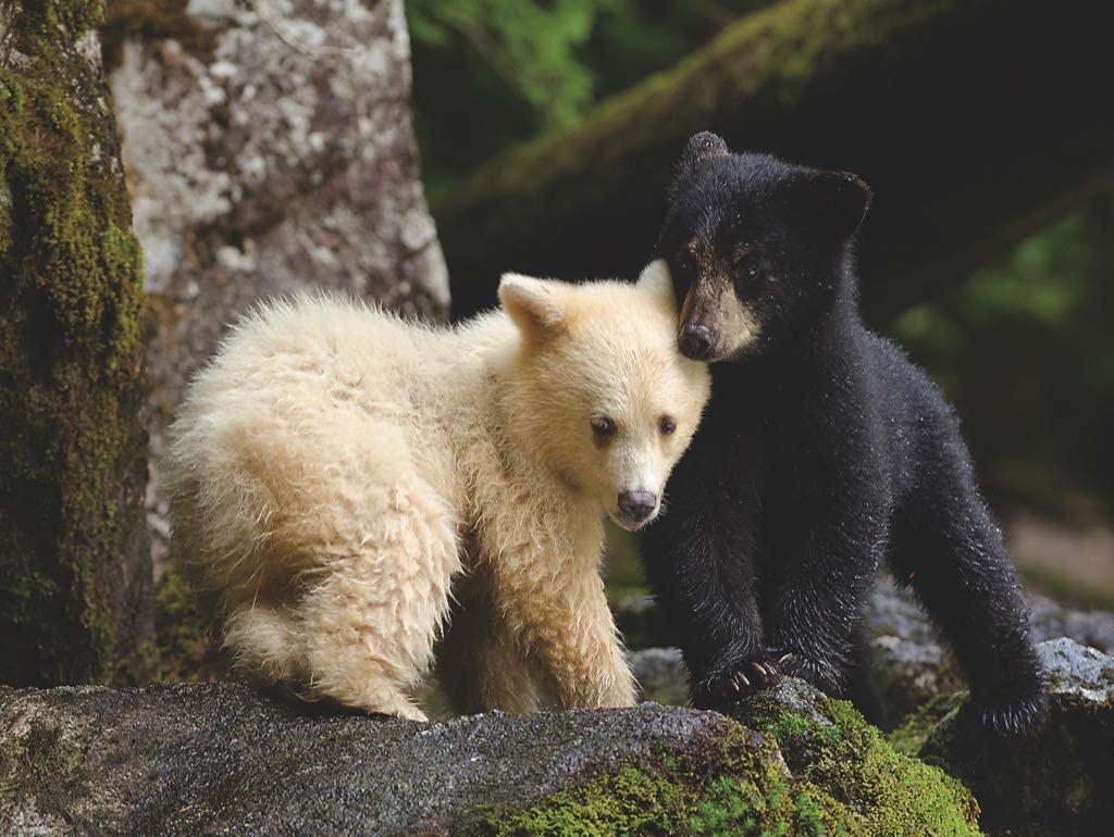 Bear Buddies 1000 Piece Jigsaw Puzzle