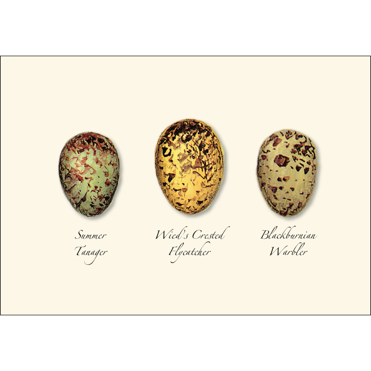 Buy Bird Egg Assortment II Boxed Notes Online With Canadian Pricing