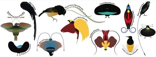 Birds of Paradise Mug