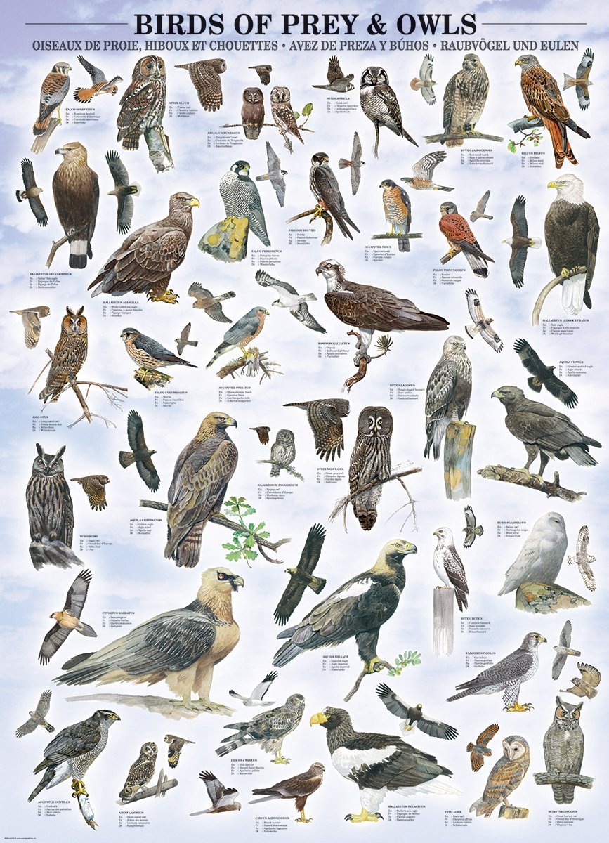 Birds of Prey and Owls 1000-Piece Puzzle