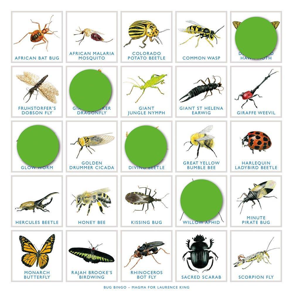 Bug Bingo