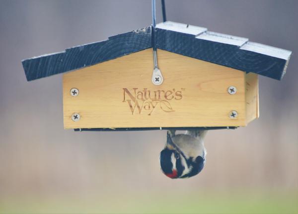 Cedar Suet Upside-Down Bird Feeder