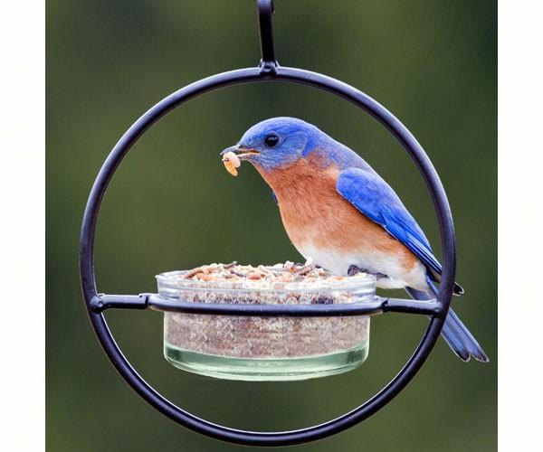 Mosaic Birds Hummble Basic Bird Feeder, Clear