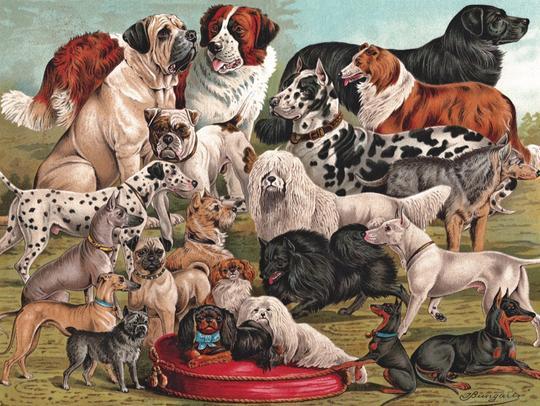 Dog Breeds 1000pc Puzzle