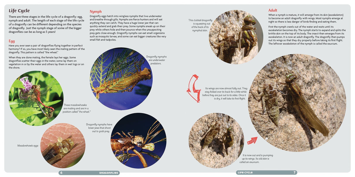 Dragonflies: Catching, Identifying, How and Where They Live